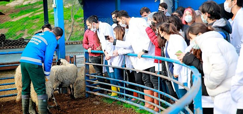 Aydın Büyükşehir Belediyesi’nin Sakız Koyunu Çiftliği Akademi’ye de Hizmet Ediyor