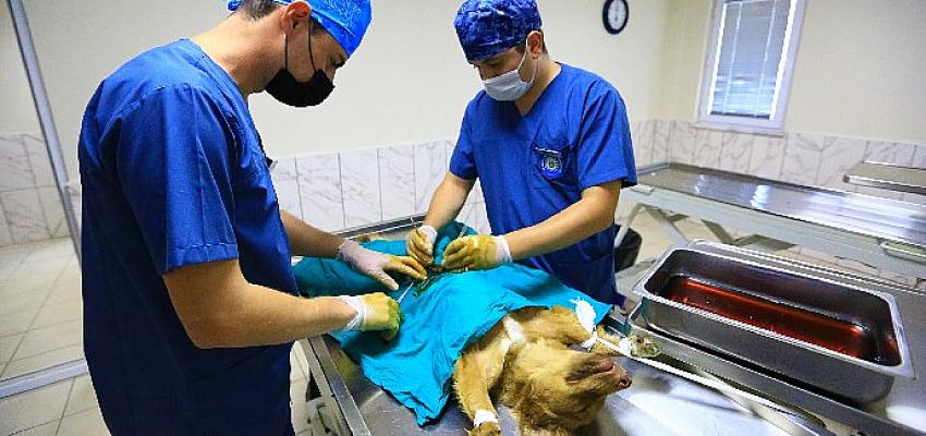 Büyükşehir Barınağında 26 Bin 529 Hayvan Tedavi Edildi