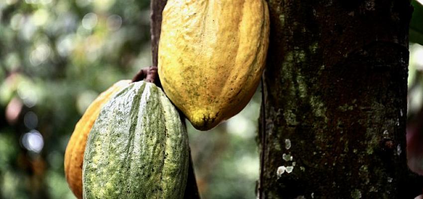 Barry Callebaut “Forever Chocolate” ilerleme raporunun sonuçlarını açıkladı