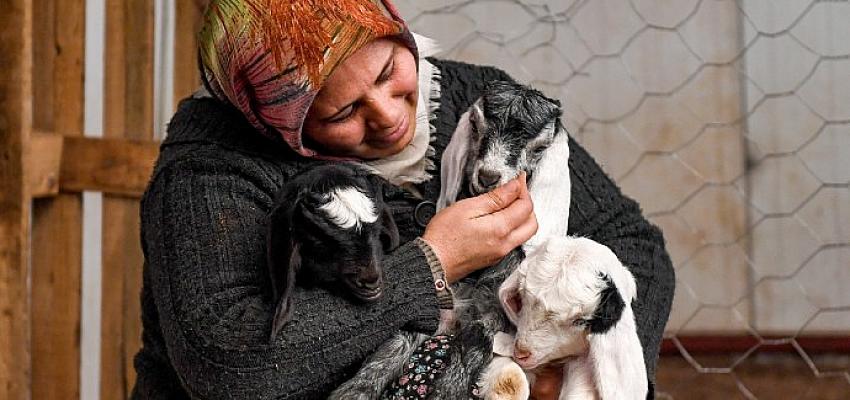 Mersin Büyükşehir’in ‘Haydi Gel Köyümüze Destek Verelim’ Projesi Damızlıklarla Çoğalıyor