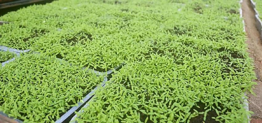 Aksaray Belediyesi peyzaj alanlarında kullandığı bitkileri kendisi üretiyor