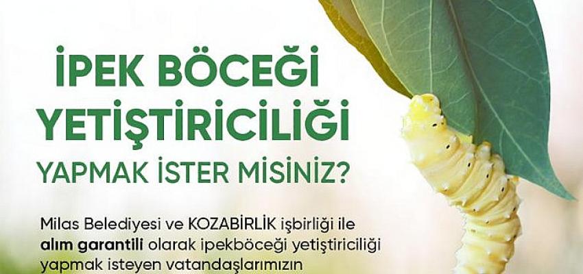 Milas Belediyesi İpek Böceği Yetiştiriciliğini Teşvik Ediyor