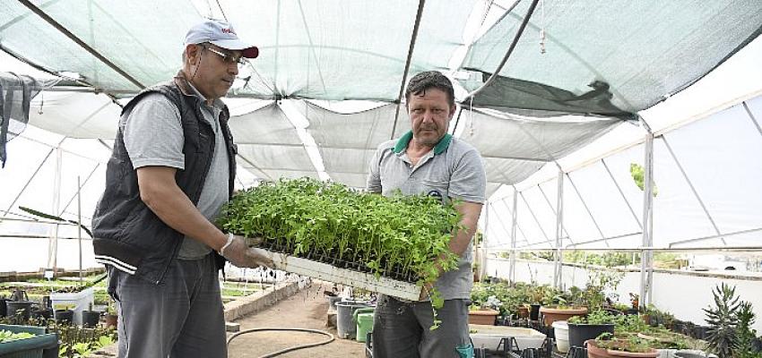 Kemer Belediyesi’nin Kendi Yetiştirdiği Sebze Fidanları Halkla Buluşmaya Hazırlanıyor