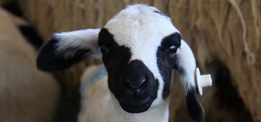 Sakız Koyunu Çiftliği’nde Doğumlar Başladı