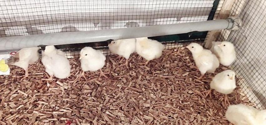 Harran Üniversitesi, Kanatlı Hayvanların Şanlıurfa sıcaklık şartlarında Verimini Arttıran Projeyi Hayata Geçiriyor