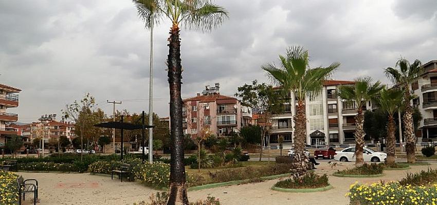 Ödemiş’te Şehir Magandaları Eğitim Şehitleri Parkı’ndaki Palmiye Ağacını Yaktı