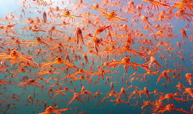 Okyanustaki Casus: Derin Denizlere Kameralarla Yolculuk
