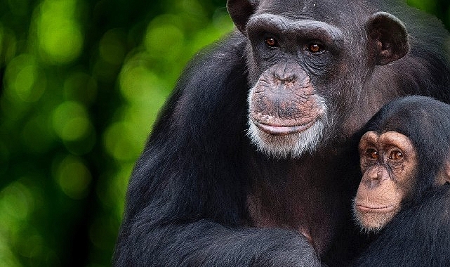 'Şempanzelerin Dünyası' 7 Şubat Çarşamba 20.00'de National Geographic WILD Ekranlarında başlıyor